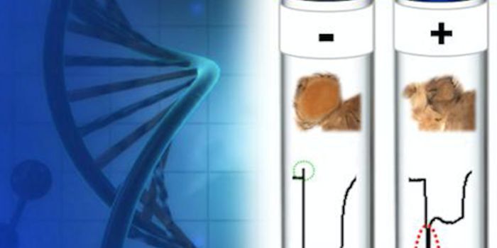 Rapidly Screening Genes in 'Living Test Tubes'