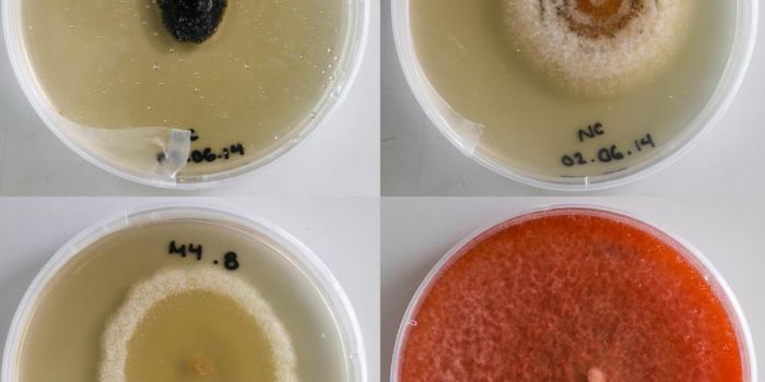 Microbes act to Protect our Chocolate Supply