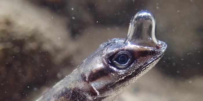 This Lizard Blows Bubbles to Breathe Underwater