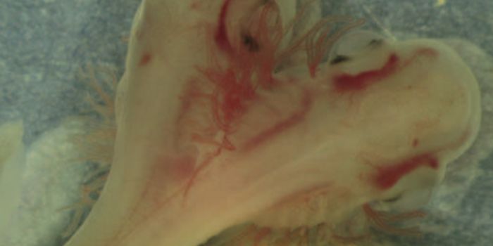 Dual-Headed Shark Finding is a True Rarity