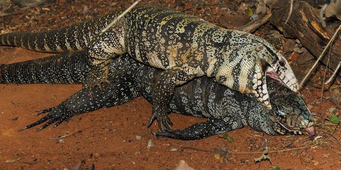 Male tegu lizards mating with a dead female
