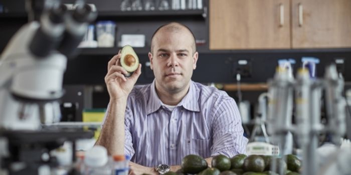 Are Avocados the Next Healing Tree?