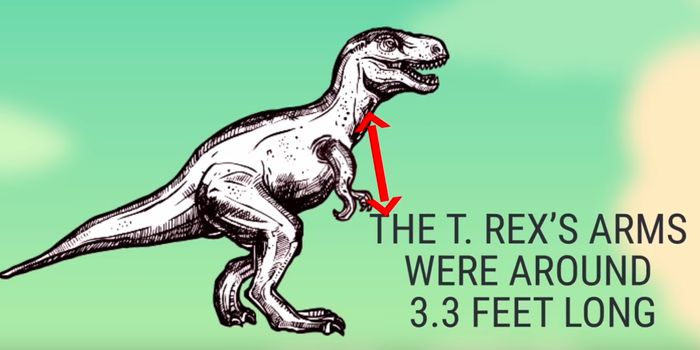 Why Did T. Rex Have Such Small Arms?