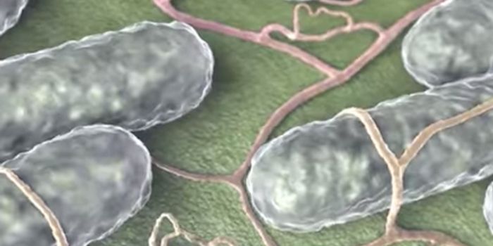 Salmonella Outbreak Linked to Raw Turkey Products