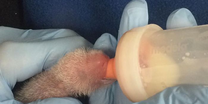 Giant Panda Mother is Neglecting One of Her Cubs