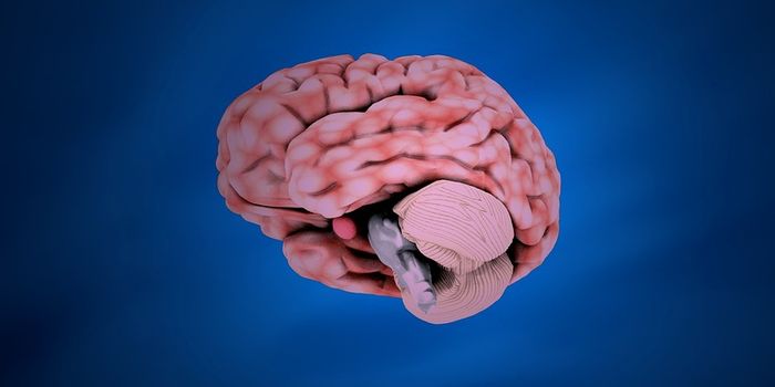 Understanding Left-Right Dominance in the Brain