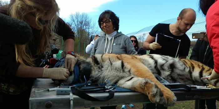 Rare Amur Tiger Returned to the Wild in Russia