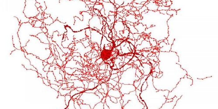 A New Type of Cell is Discovered in the Human Brain