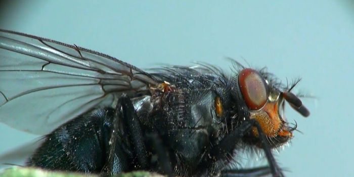 Here's Why it's So Difficult to Swat Flies