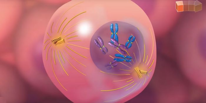 Cell Division Research Reveals More About a Protein That's Elevated in Cancer