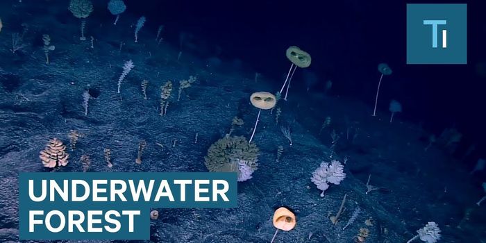 Check Out What Experts Are Calling "The Forest of the Weird"