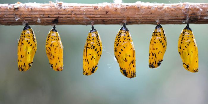Why Do Butterflies Have Such Vibrant Colors and Patterns?