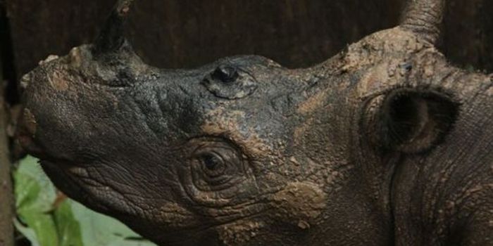 First Wild Sumatran Rhino Spotted in Indonesian Borneo in 40 Years
