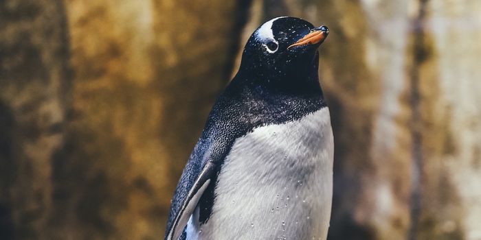 Baby Penguins Are Often Bullied to Death by Adults