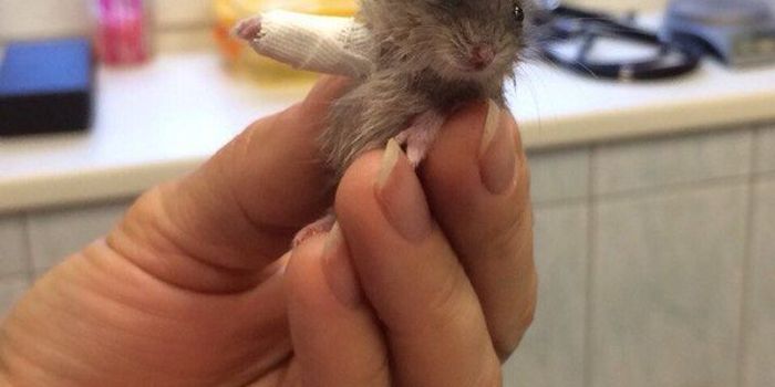 Cute Hamster Gets a Cast for His Broken Arm
