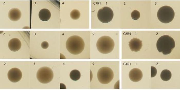 Microbiomes are More Than Simply the Sum of Their Species
