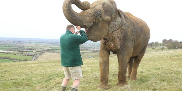 Asian Elephant Undergoes Dental Procedure to Remove Infected Molar