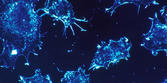 New Research May Change Accepted View of Cell Cycle Control