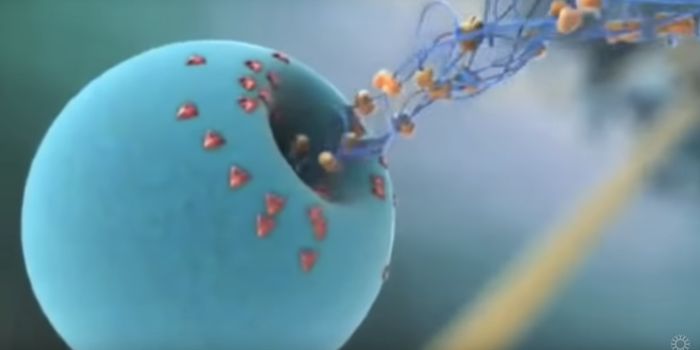 Getting Closer to a Vaccine for Flaviviruses