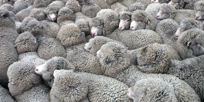 Herd Protection Against Measles