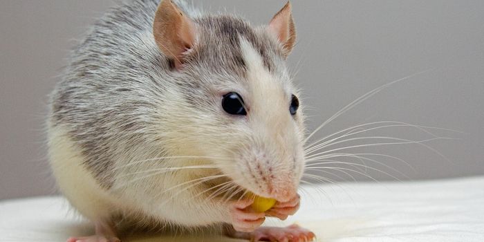 Cancer Drug Helps Alzheimer's Mice Remember