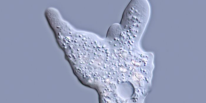 Silver Nanoparticles Coat Anti-seizure Drugs To Combat Brain-Eating Amoebae