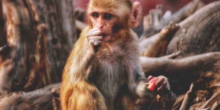 Genetic Profiling Reveals How Ebola Puts Immune Cells in a Chokehold