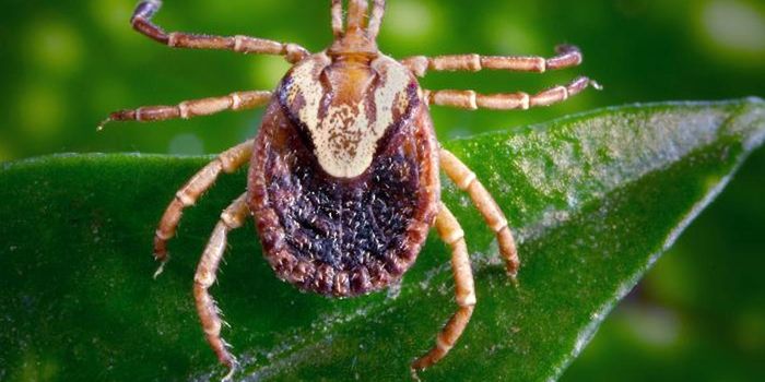New Species of Rocky Mountain Spotted Fever-Causing Bacteria is IDed