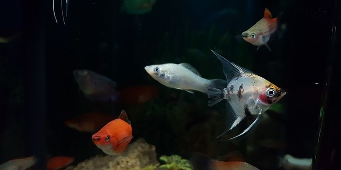 Where do the fish go? Tracking deep-sea migrations