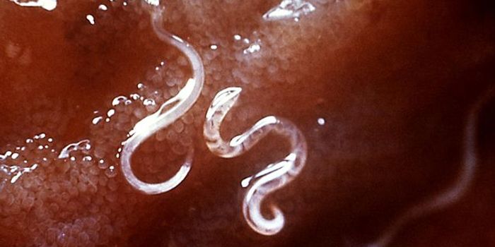 Blood-Sucking Worms No Match Against Vaccine Pill