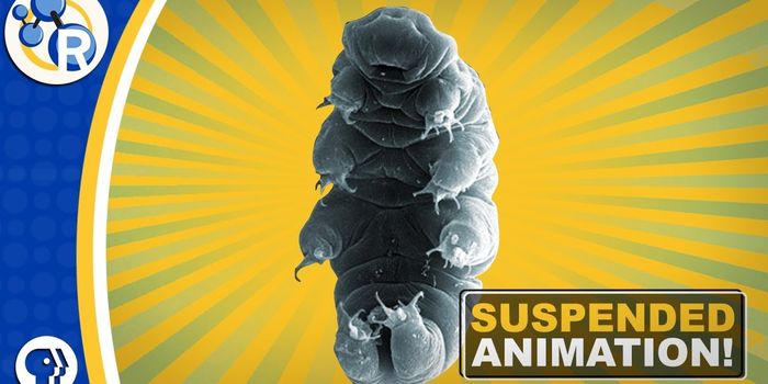 The Science Behind Tardigrade's Ability to Survive Dehydration