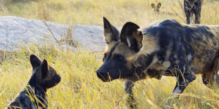 Can a robot spy dog integrate with real wild dogs?