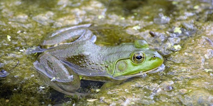 Turning bullfrog skin into human bones - as easy as....?