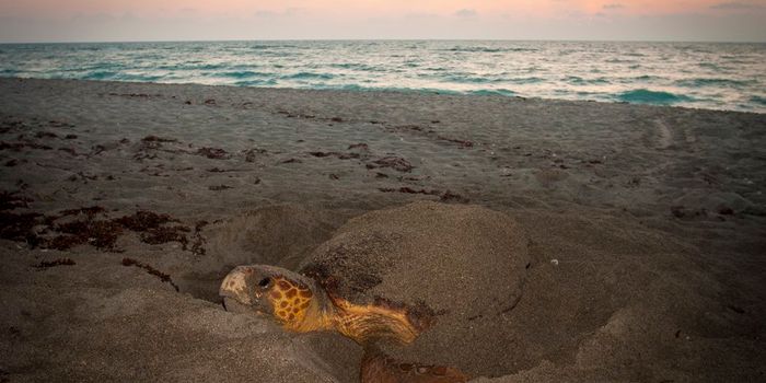 Luck Enabled Scientists to Monitor a Leatherback Sea Turtle Throughout Hurricane Florence