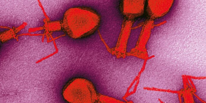 Phage therapy gains more ground