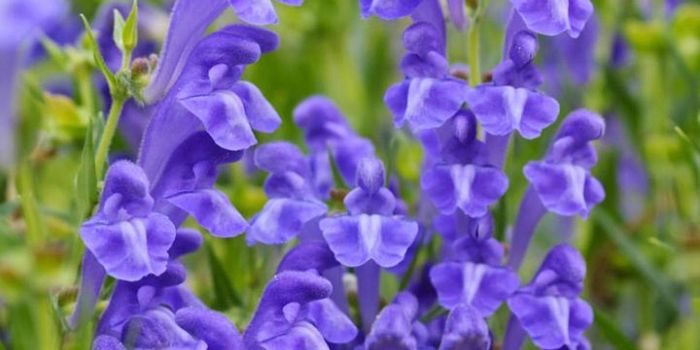 Understanding Medicinal Mint Through Genetics