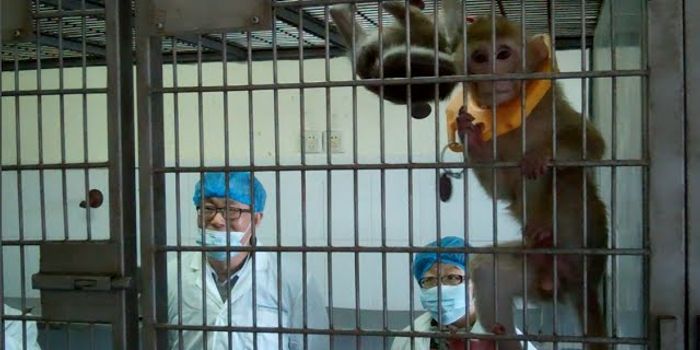 Can animals have autism?