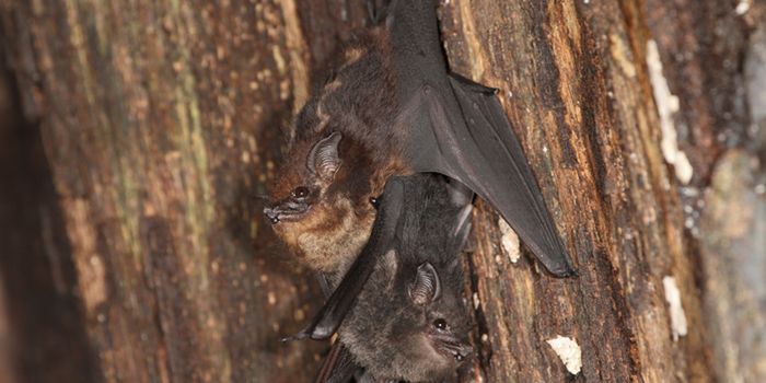 What Do Infants and Some Bats Have in Common? Baby Talk