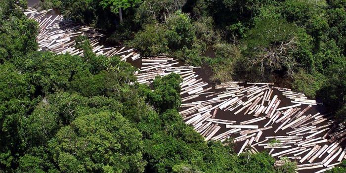 Interpol warns of illegal timber trade in Brazil