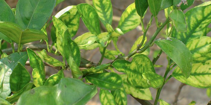 Rapid Genetic Mutation in a Relative of a Crop-Killing Bacterium