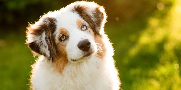 Study Finds That Dogs Prefer Praise Over Food