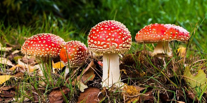 Magic Mushrooms Pass First Clinical Trial Against Depression