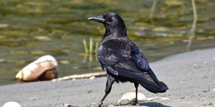 Smarter Than the Average...Crow?