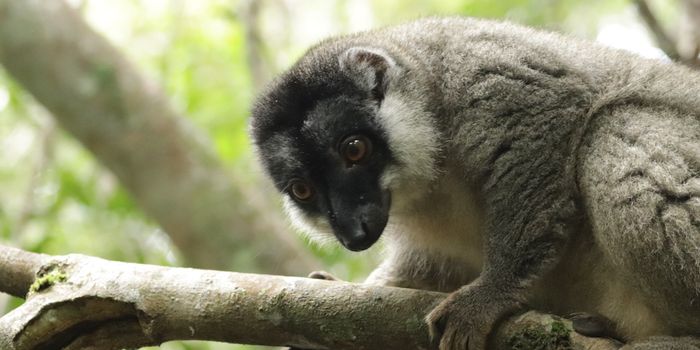 Habitat Recreation Coaxes Captive Lemurs Into Hibernation