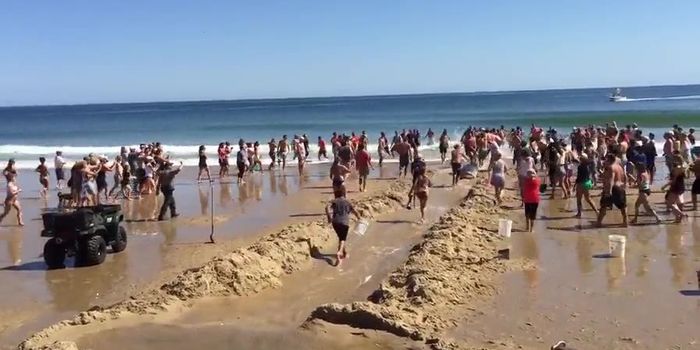 Swimmers Try to Save Shark