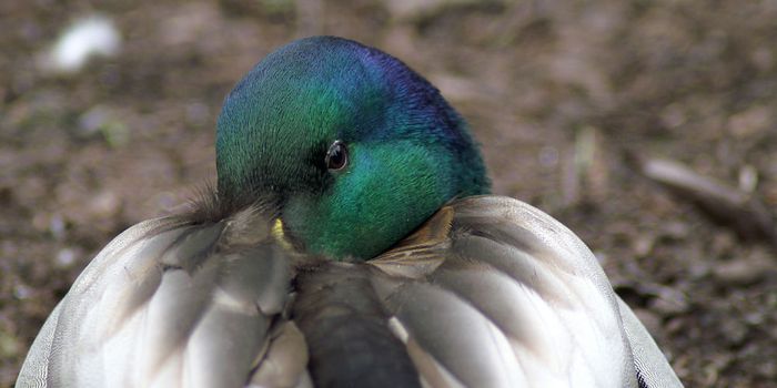 Birds With Larger Bills Struggle More to Keep it Warm