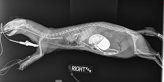 This Ferret Got a Pacemaker and is Expected to Live a Normal Life