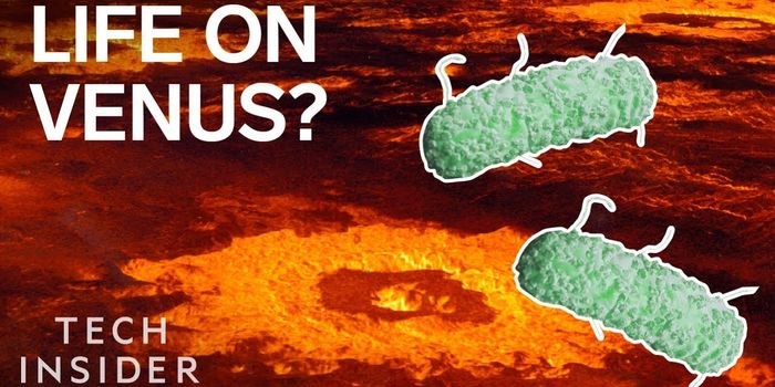 There Could Be Life on Venus After All...