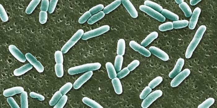 Building a virtual bacterium