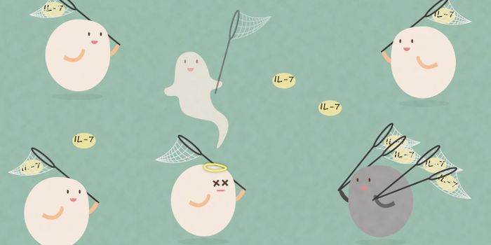 Immune Cells Compete Against Each Other for Survival